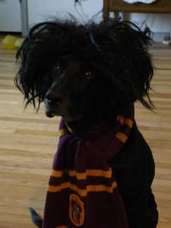 The Real Harry Potter