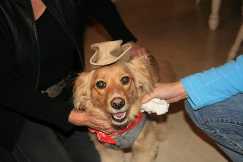Bootsy the cowgirl