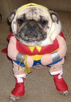 Wonder Woman Pug